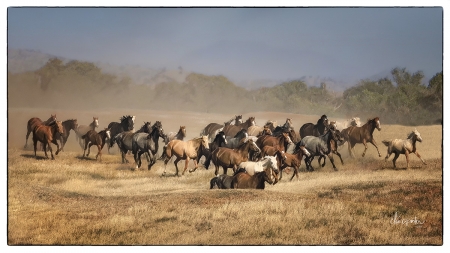 Rawhide by artist Claire Porter